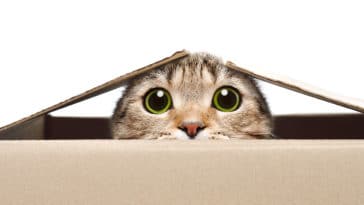 chat pupilles dilatées