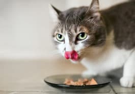 chat mange