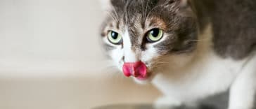chat mange