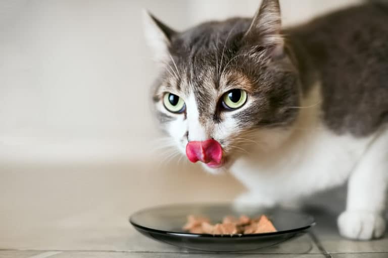 chat mange