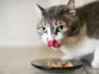 chat mange