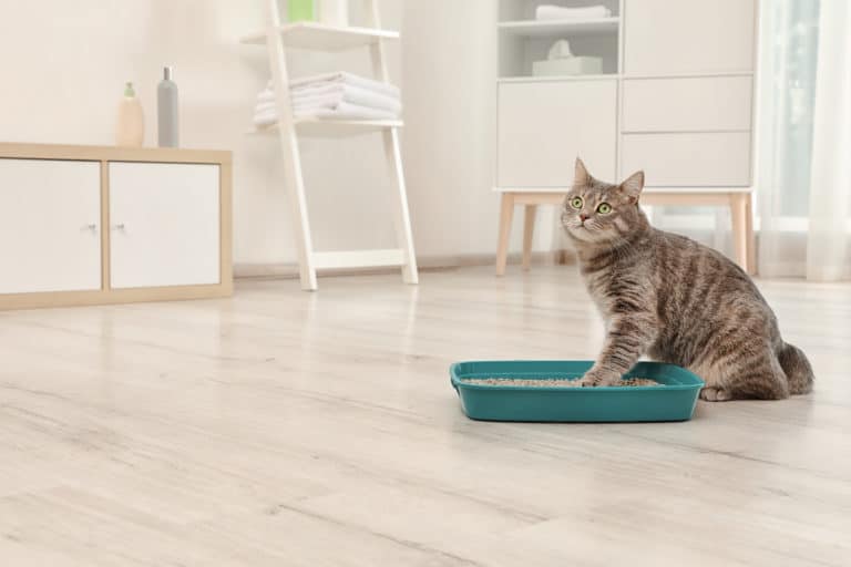 chat litière