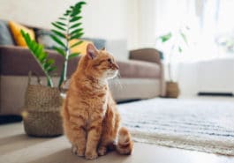 chat plantes d'intérieur