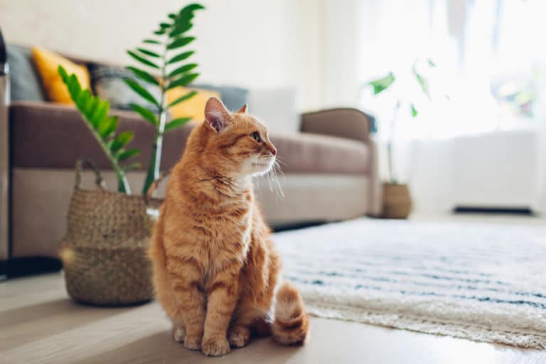 chat plantes d'intérieur