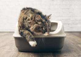 chat litière