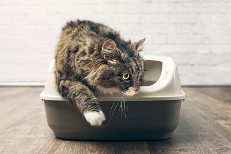 chat litière