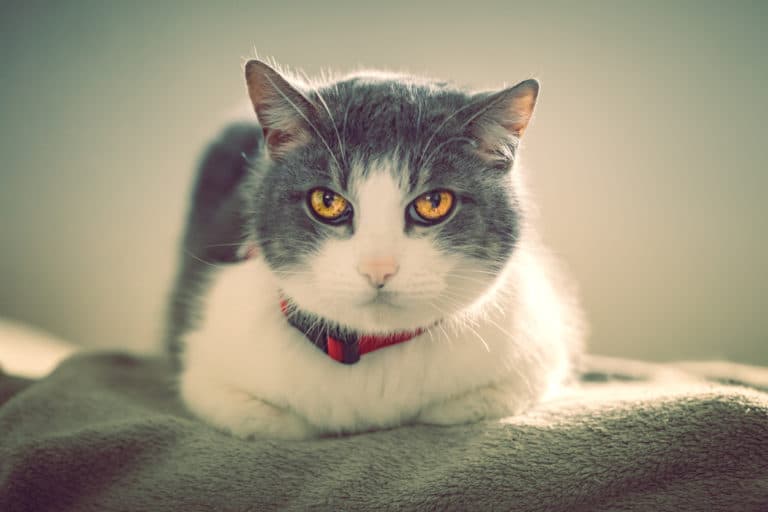 chat