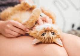 chatte en chaleur