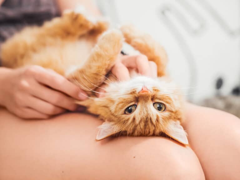 chatte en chaleur