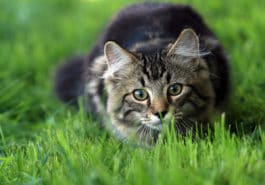 chat chasse