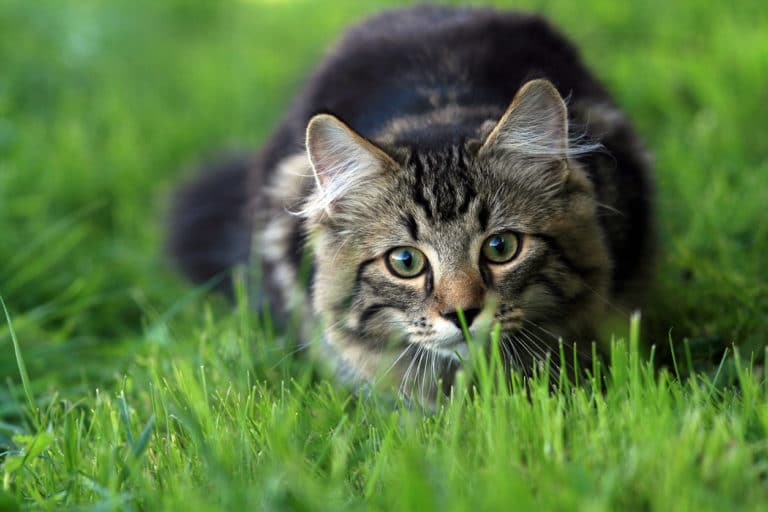 chat chasse