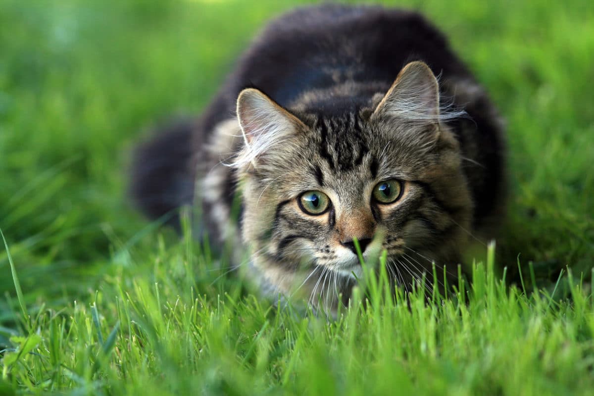 chat chasse