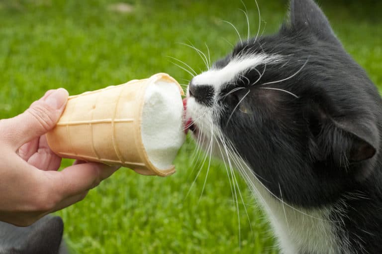 chat glace