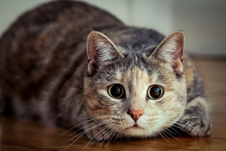 chat attaque