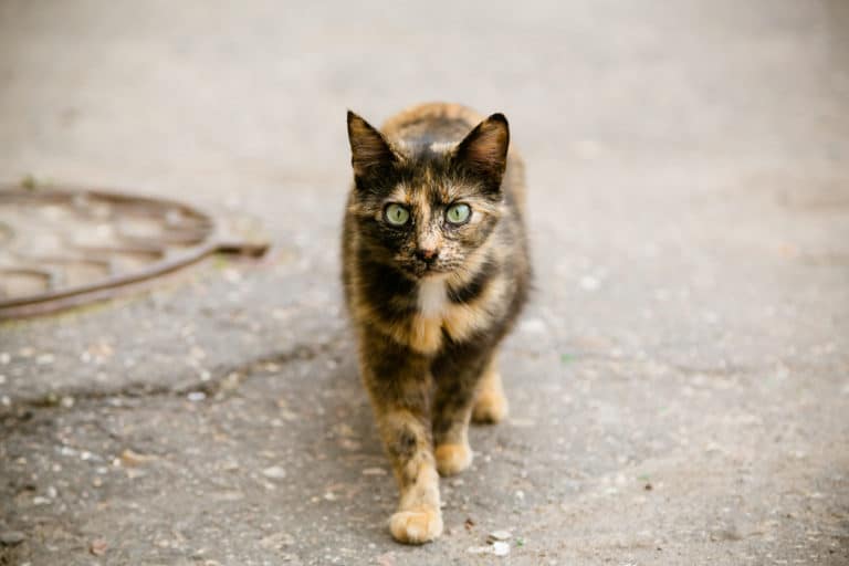 chat errant