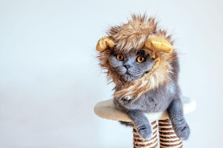 chat lion