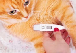 chat température