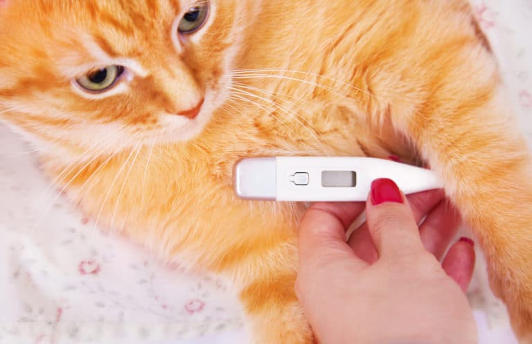 chat température
