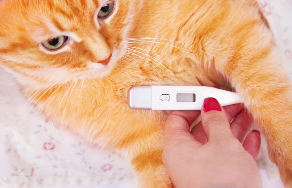 chat température