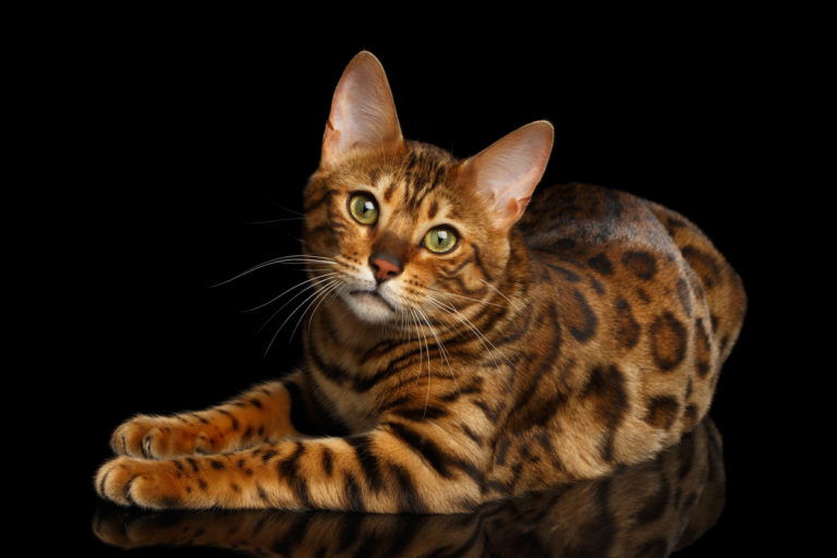 chat bengal