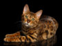 chat bengal