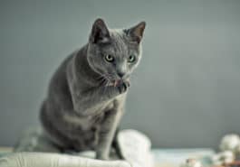 chat bleu russe