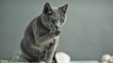 chat bleu russe