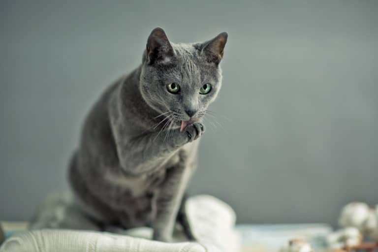 chat bleu russe