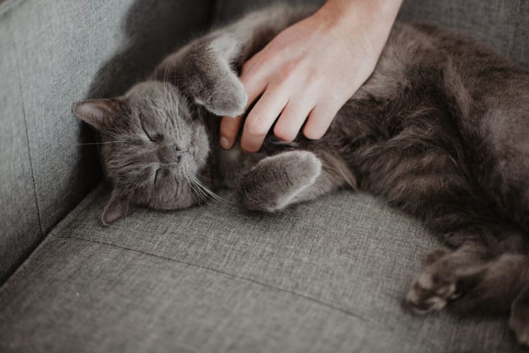 chat