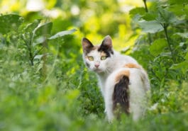 chat jardin