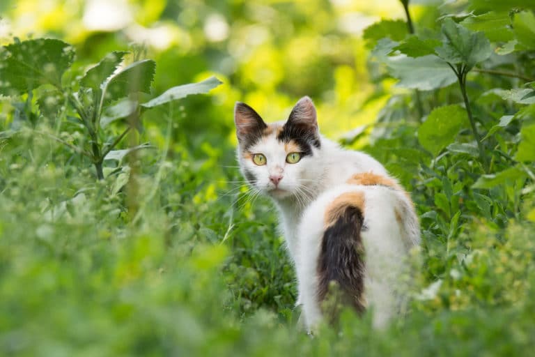 chat jardin