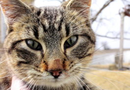 chat