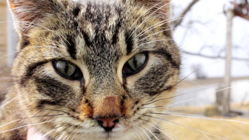 chat