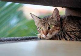 chat seul
