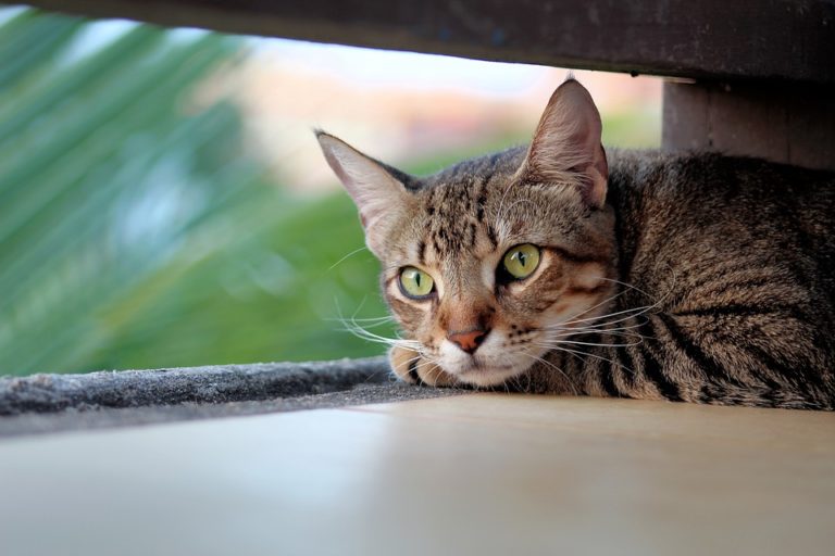 chat seul