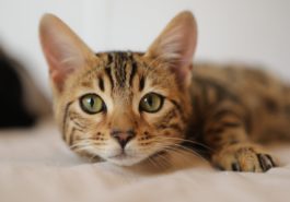chat