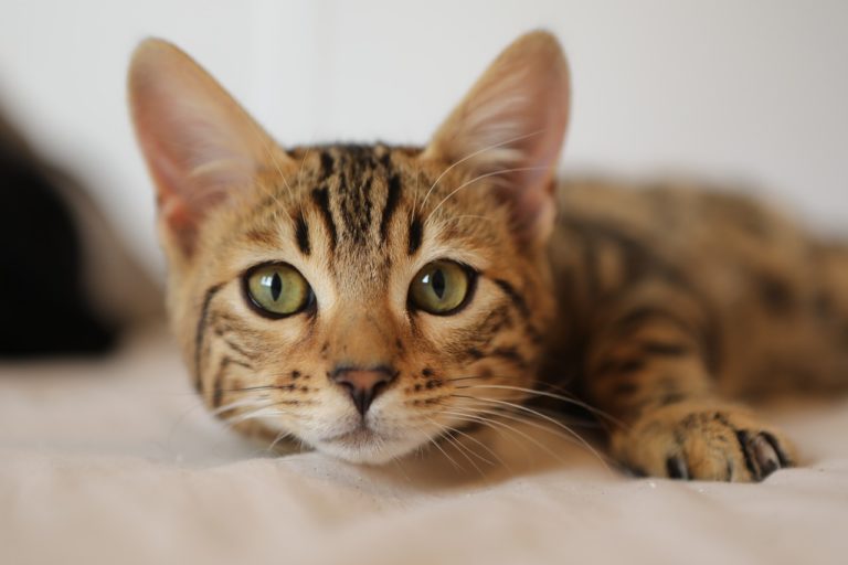 chat