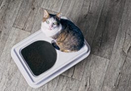 chat litière