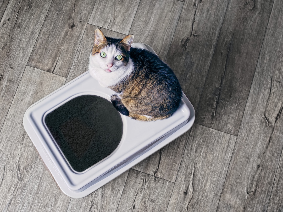 chat litière