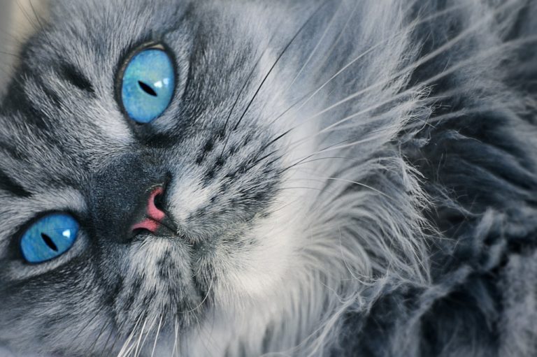 chat yeux