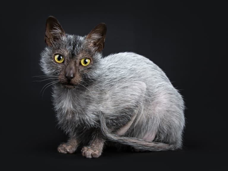 chat lykoi