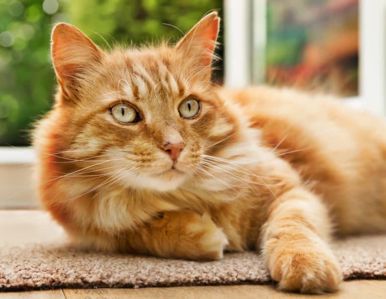 chat roux