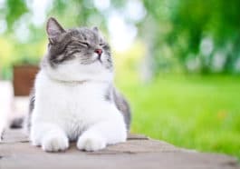 chat heureux
