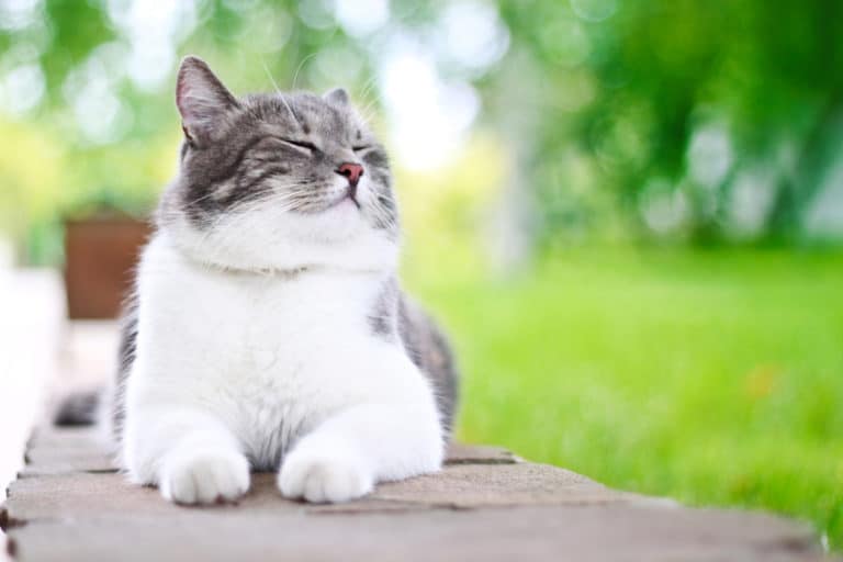 chat heureux