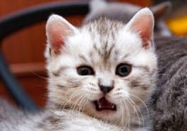 chat rote