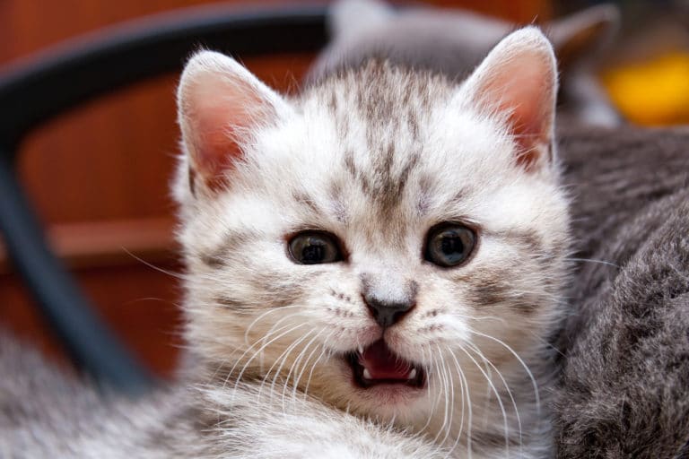 chat rote