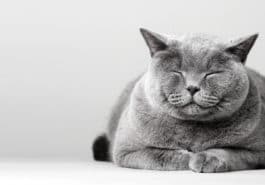 chat dort