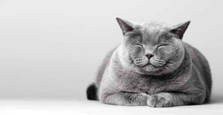 chat dort