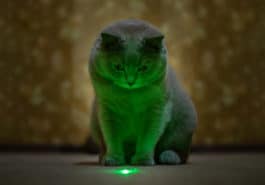 chat laser