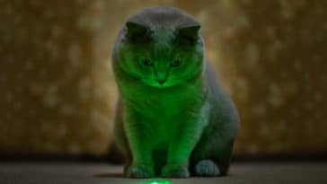 chat laser